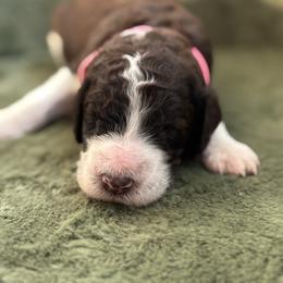 Penelope - Pink Collar - Brown female Poodle puppy in Monroe, North Carolina from The Klepper Homestead