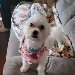 Jelly Bean - Maltese