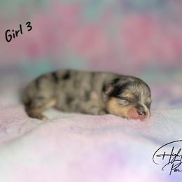 Girl 3 - female Pomeranian puppy in Fort Jones, California from High Rocking Pom Poms