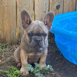 Pink - Blue fawn female French Bulldog puppy in Kyle, Texas from Small Town Frenchies