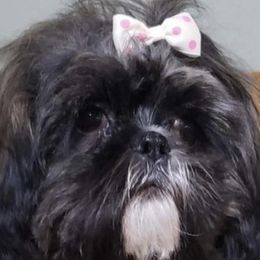 Marley - Shih Tzu