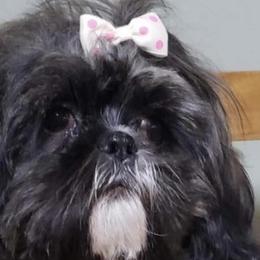Marley - Shih Tzu