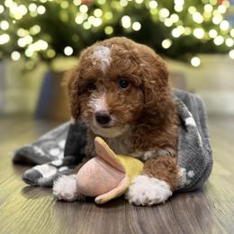 Labradoodle Puppies from California Double Doodles
