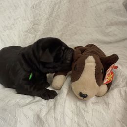Bruno - Black male Labrador Retriever puppy in Water Valley, Mississippi from Three Lakes Labs & WHDs