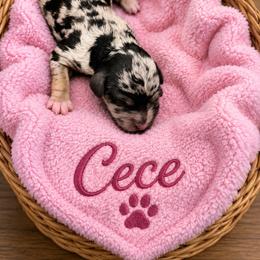 Cece - Merle female Goldendoodle puppy in North Branch, Michigan from Graceful Miniature Goldendoodles