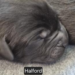 Boy 5 - male Labrador Retriever puppy in Greenwich, Ohio from Pure Gem Kennel