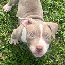 American Bully Puppies from King Bane's Bullies