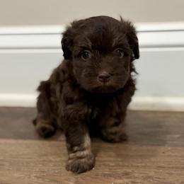 Chocolate male 1 - Chocolate male Havanese puppy in Douglas, Georgia from Huffer Hounds and Havanese