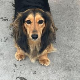 Monica - Dachshund