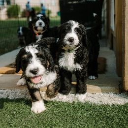 Bernedoodle and Bernese Mountain Dog Puppies from Berns & Doodles