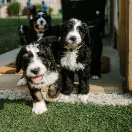 Bernedoodle and Bernese Mountain Dog Puppies from Berns & Doodles
