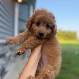 Buddy - Red  male Poodle puppy in Kalamazoo, Michigan from Creekside Ranch