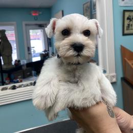Nova - White female Miniature Schnauzer puppy in Lehigh Acres, Florida from Regency Schnauzer