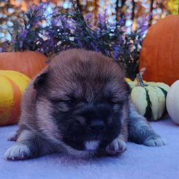 Twinkle - Red male Shiba Inu puppy in Clayton, Illinois from Adorable-Puppies