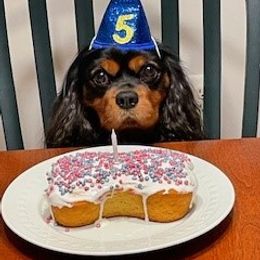 Jaxson - Cavalier King Charles Spaniel