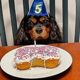 Jaxson - Cavalier King Charles Spaniel
