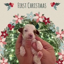 Rosemary - Blenheim female Cavapoo puppy in Chattanooga, Tennessee from Scenic City Doodles