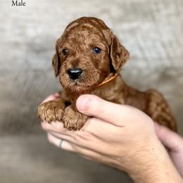 Joey - Red  male Poodle puppy in Abilene, Texas from Mesquite Kennels
