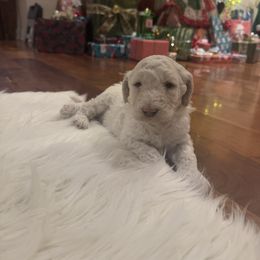 Goldendoodle Puppies from Arizona Doodles