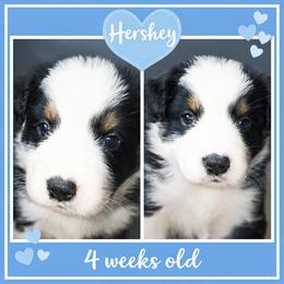 Hershey - Black tri-color male Australian Shepherd puppy in Lakeland, Florida from Aussies of Hope LLC