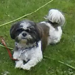 QUIGLEY - Shih Tzu