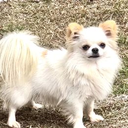 Panchi - Chihuahua