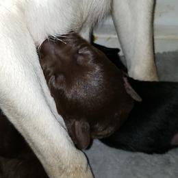 Labrador Retriever Puppies from Copper Creek Outfitters and Kennel