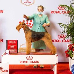 CICI - Airedale Terrier