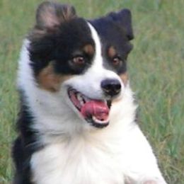 Australian Shepherds from Linda Howell's Australian Shepherds
