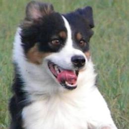 Australian Shepherds from Linda Howell's Australian Shepherds