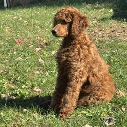 Copper - Red  male Poodle puppy in Mondovi, Wisconsin from Araeah's Red Standard Poodles