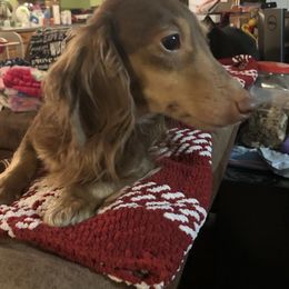Strudel - Dachshund