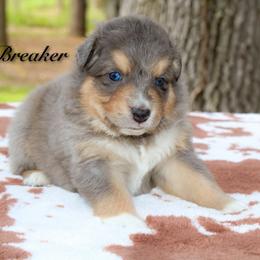 Breaker - Blue merle male Australian Shepherd puppy in Coldwater, Michigan from Northern Star Australian Shepherds