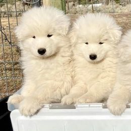 Samoyeds from Long Run Samoyeds