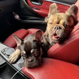 French Bulldog All Grown Up from TheBullzFoundation