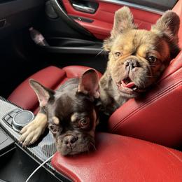 French Bulldog All Grown Up from TheBullzFoundation