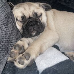 Pug Puppies from Galaxy Pugs of Georgia