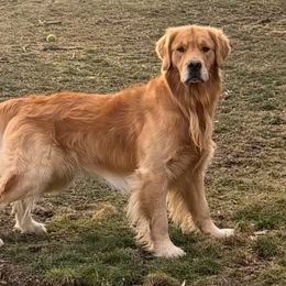 Klaus - Golden Retriever