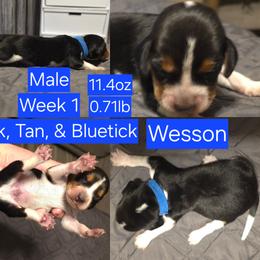 Wesson Blue Male - Black tan and bluetick male Beagle puppy in Bemidji, Minnesota from Nse Farms Beagles