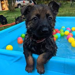 German Shepherd Puppies from Cintron K9
