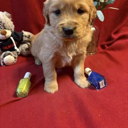 Taz - Golden male Golden Retriever puppy in Grant County, Indiana from On The Sunny Side Pavey Farms