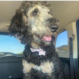 Halee - Poodle