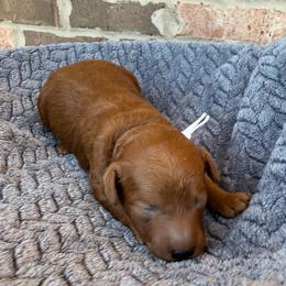 White Collar - Red  male Poodle puppy in Huntsville, Alabama from Flint River Poodles