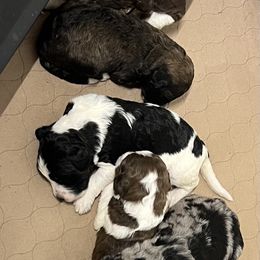 Aussiedoodle and Poodle Puppies from H & A Kennels