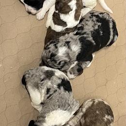 Aussiedoodle and Poodle Puppies from H & A Kennels