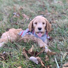 Australian Labradoodle Puppies from Happy Time Doodles