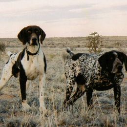 German Shorthaired Pointer All Grown Up from Stone Face Kennels