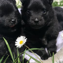 Pomeranian Puppies from Mac Daddy Poms