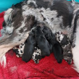 Sporty Mix puppies from Kreger's K9s