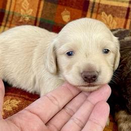 Boy 1 - Cream male Dachshund puppy in High Hill, Missouri from High Hill Hounds